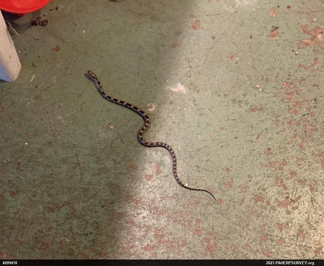 Eastern Ratsnake