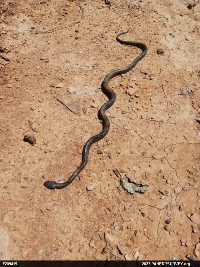 Eastern Ratsnake