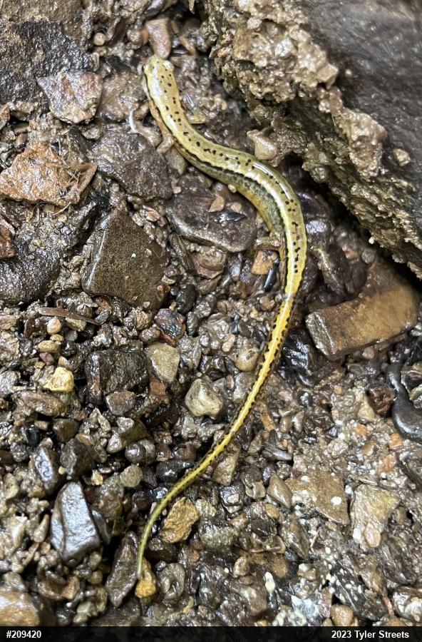 Northern Two-lined Salamander