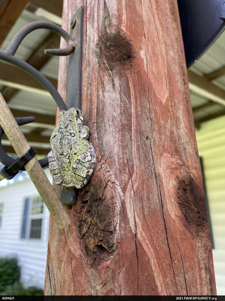 Unknown Gray Treefrog