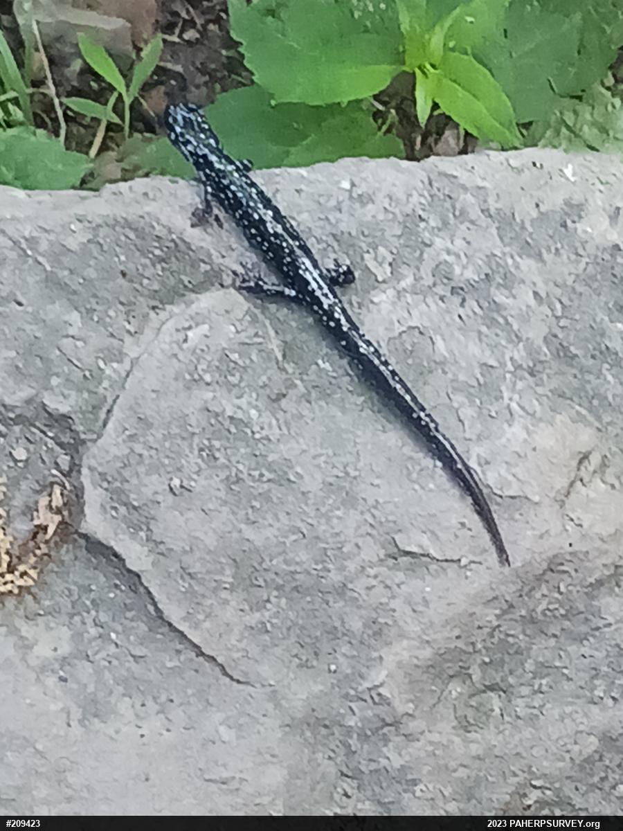 Northern Slimy Salamander