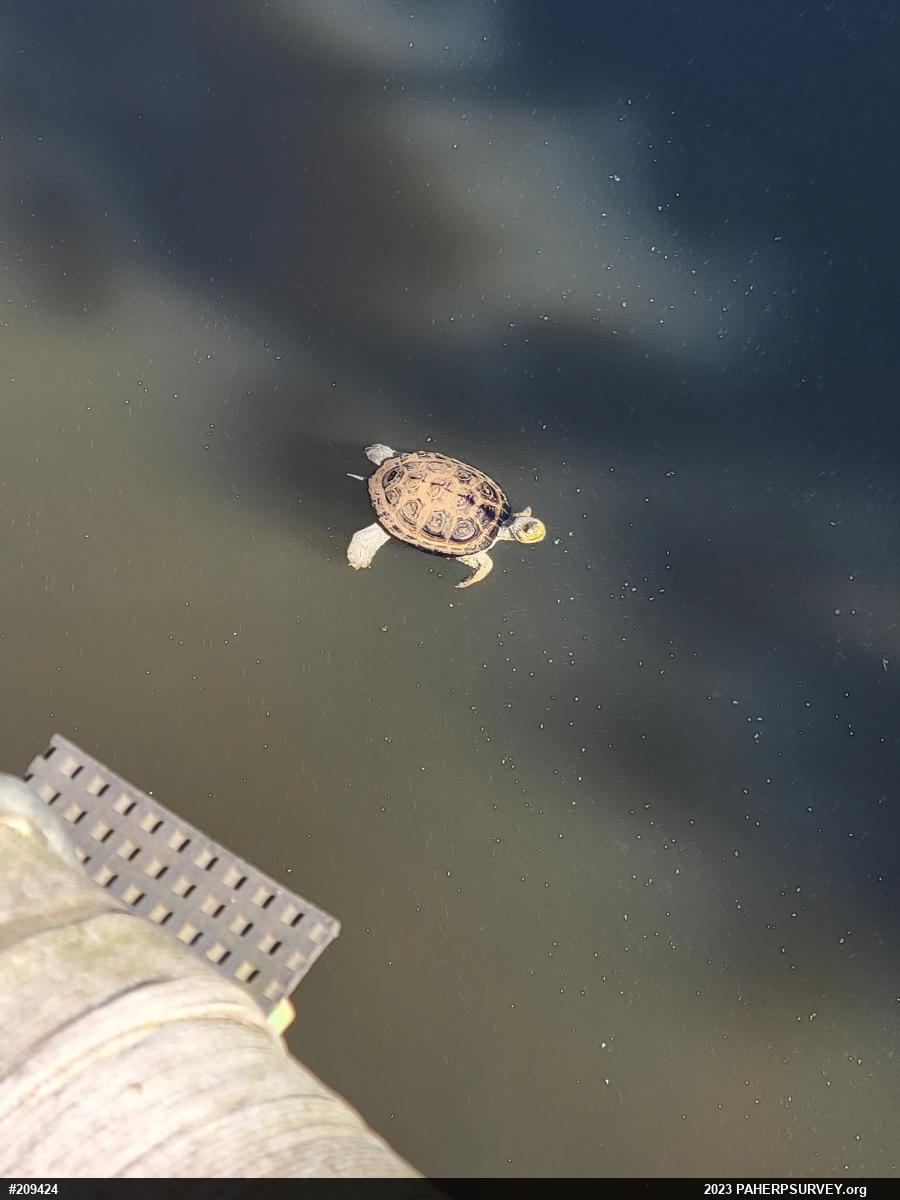 Diamondback Terrapin