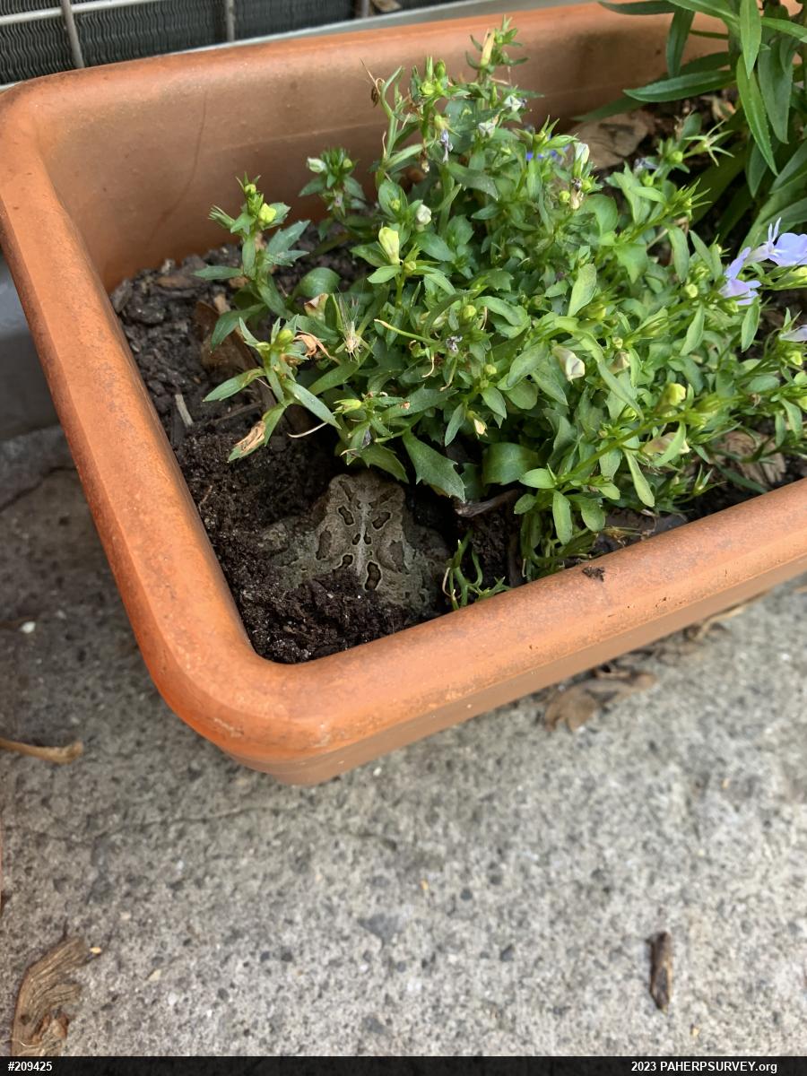 Fowler's Toad