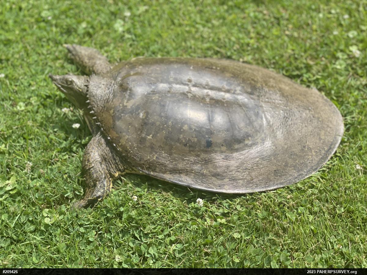 Eastern Spiny Softshell