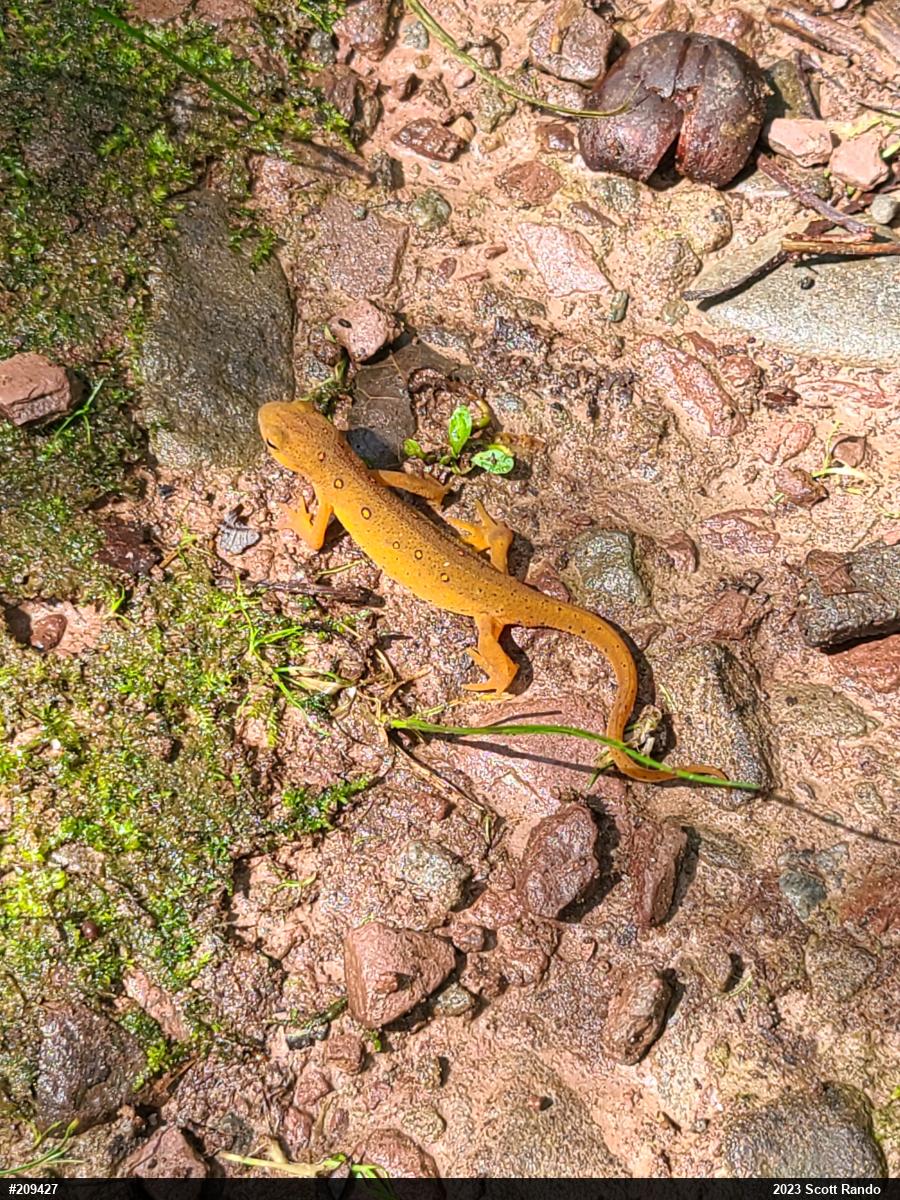 Red-spotted Newt