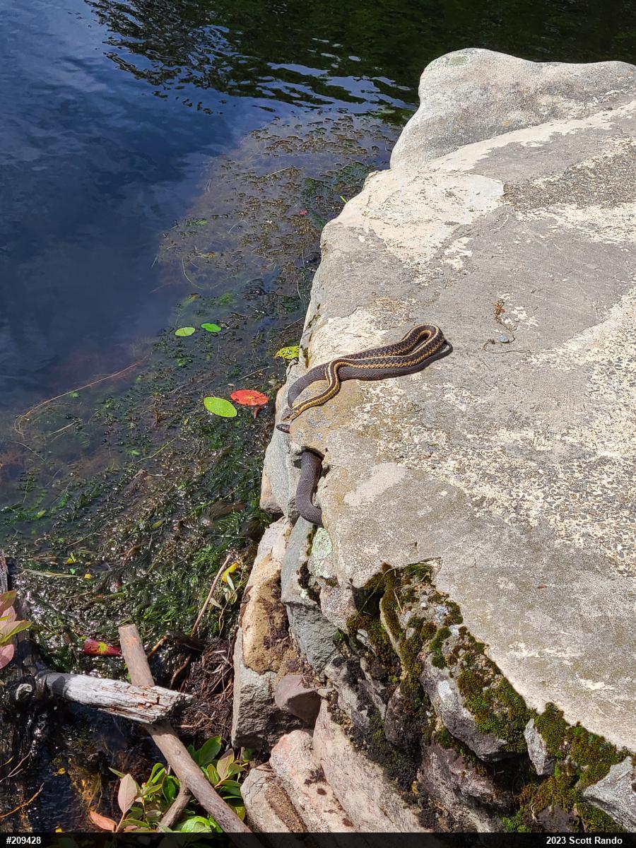 Eastern Gartersnake