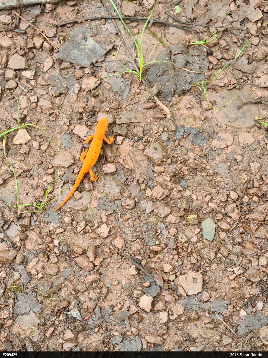 Red-spotted Newt