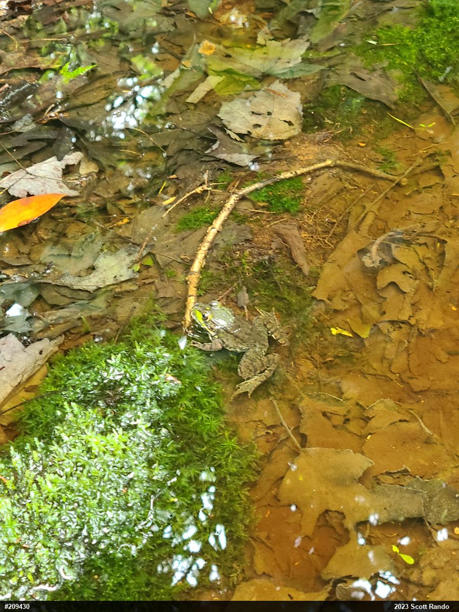 Green Frog