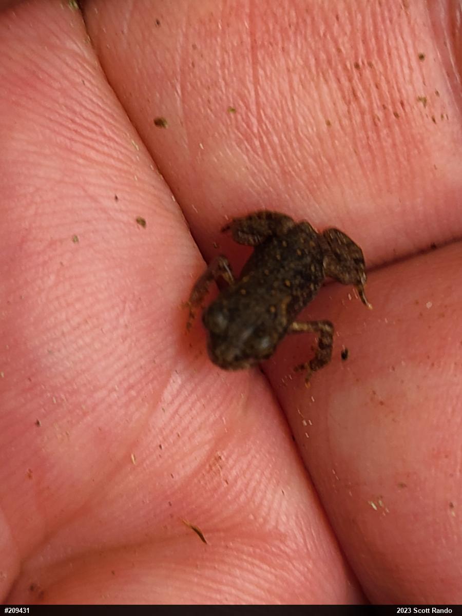 Eastern American Toad