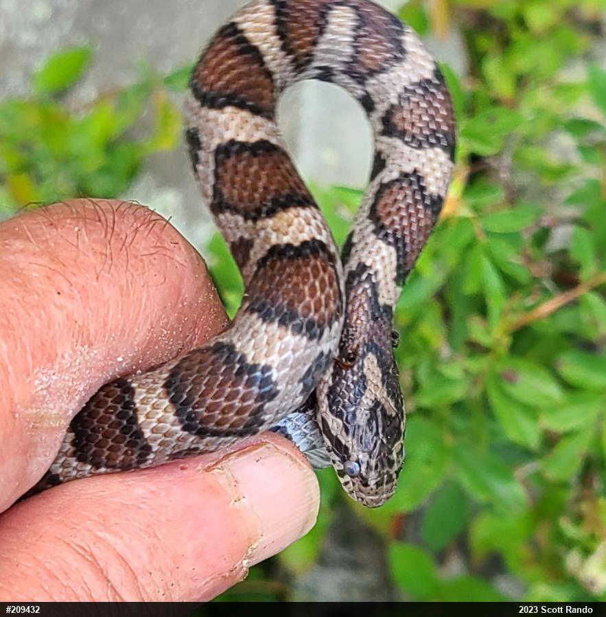 Eastern Milksnake