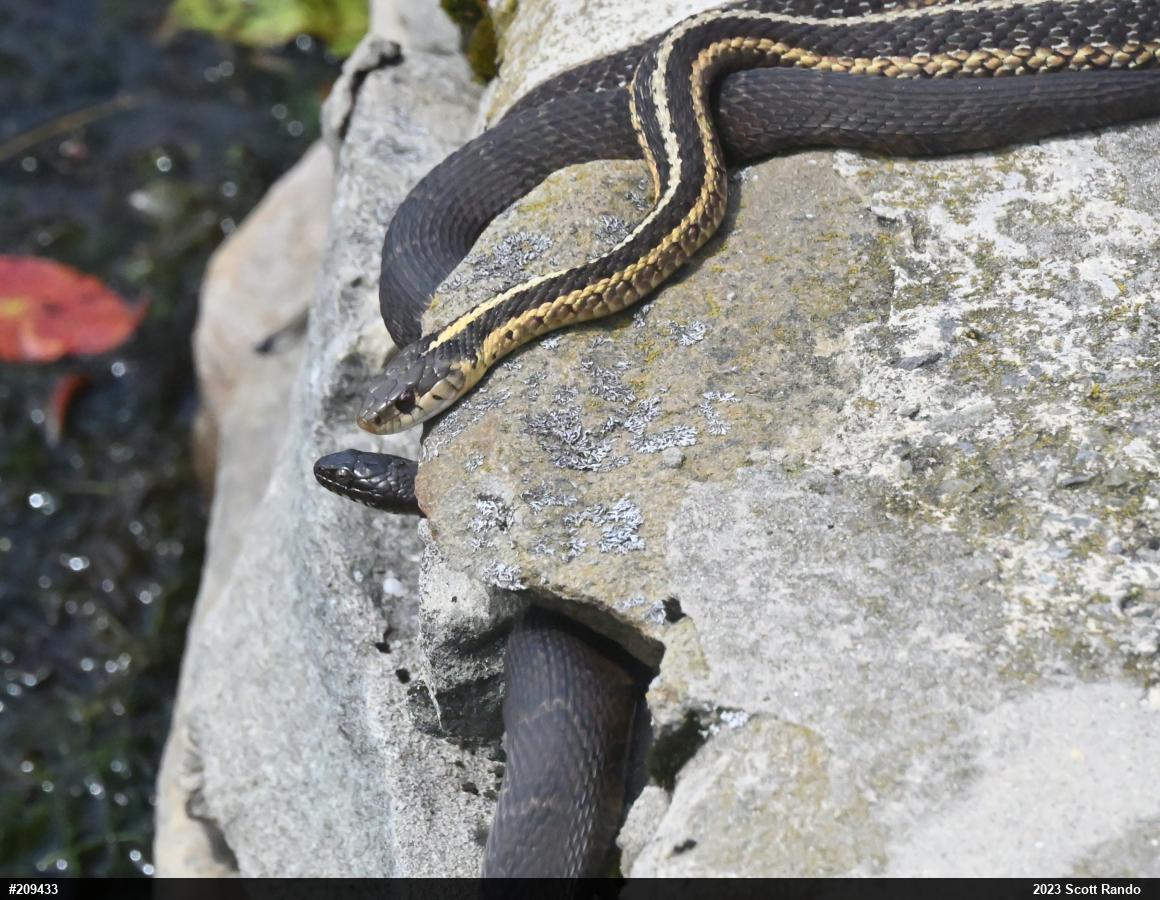 Northern Watersnake