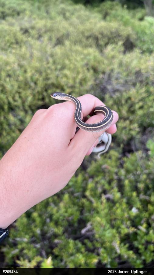 Eastern Ribbonsnake
