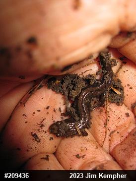 Allegheny Mountain Dusky Salamander