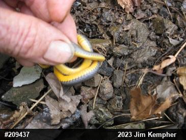 Northern Ring-necked Snake