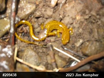Eastern Long-tailed Salamander