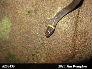 Northern Ring-necked Snake