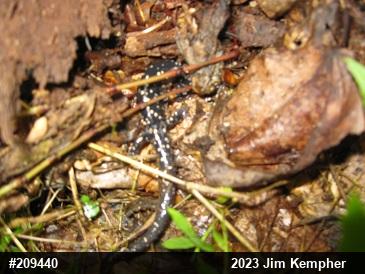 Northern Slimy Salamander