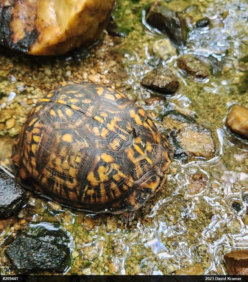 Eastern Box Turtle
