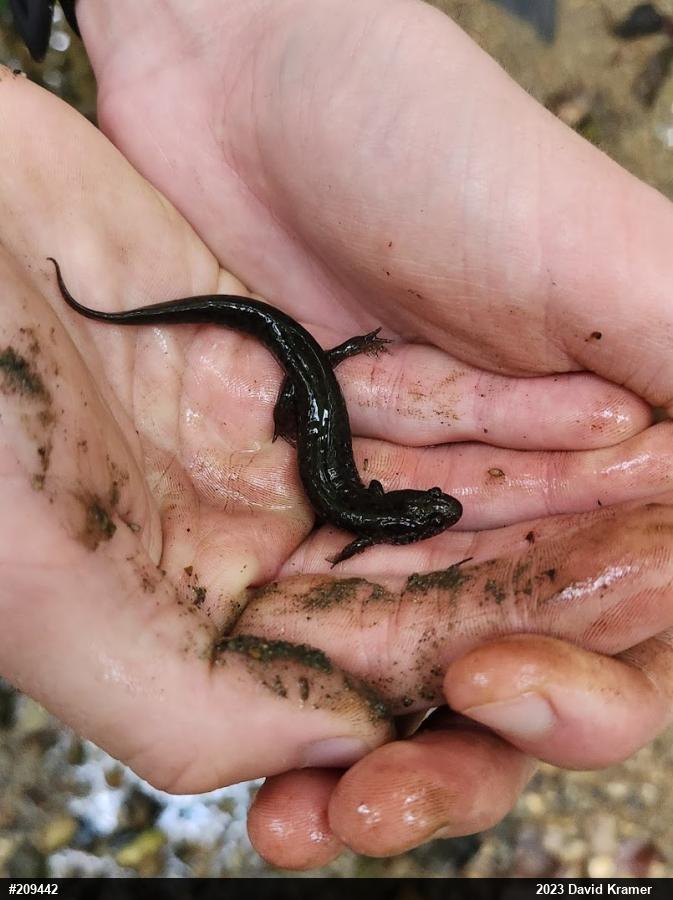 Northern Dusky Salamander
