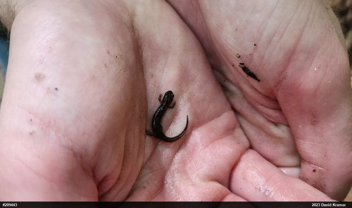 Northern Dusky Salamander