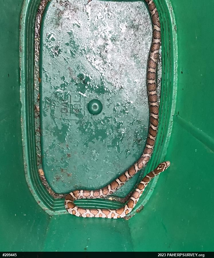 Eastern Milksnake