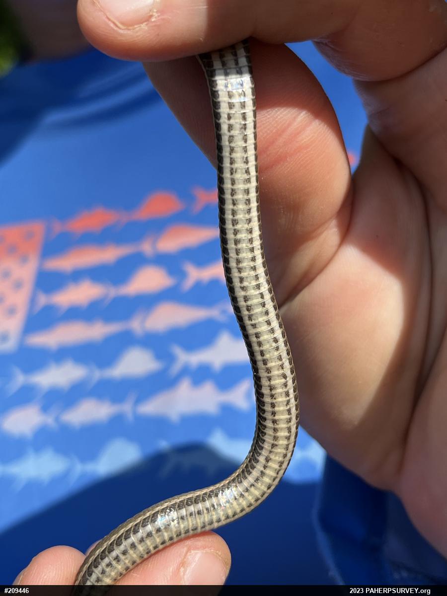 Queensnake