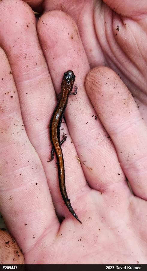 Eastern Red-backed  Salamander