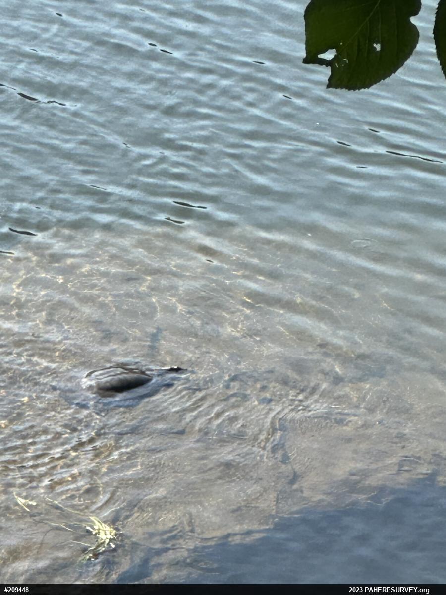 Eastern Spiny Softshell