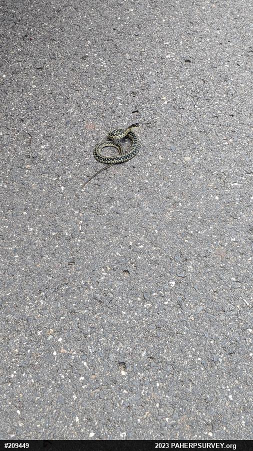 Eastern Gartersnake