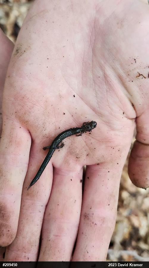 Eastern Red-backed  Salamander