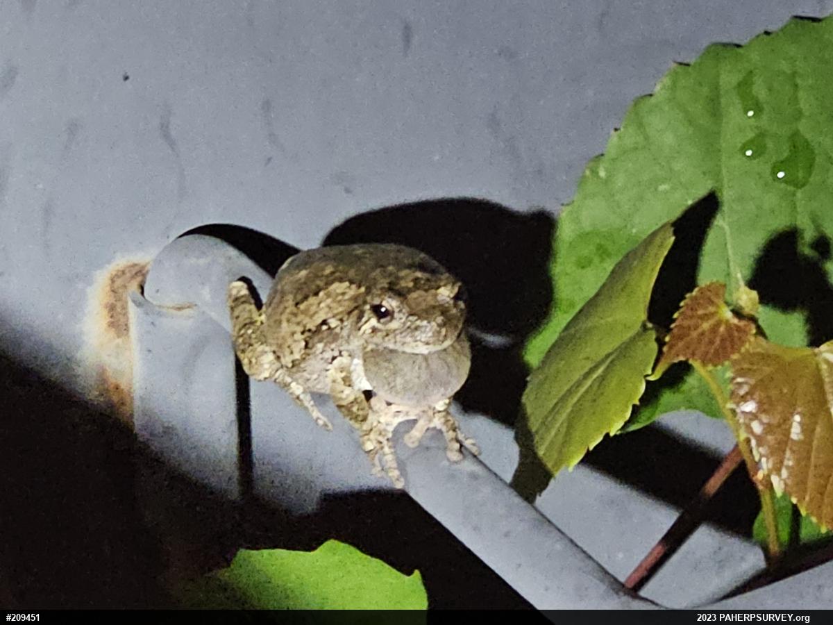 Unknown Gray Treefrog