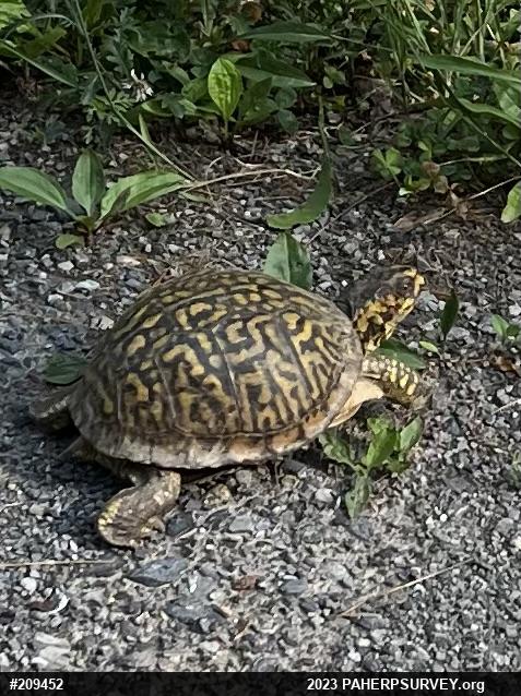 Eastern Box Turtle