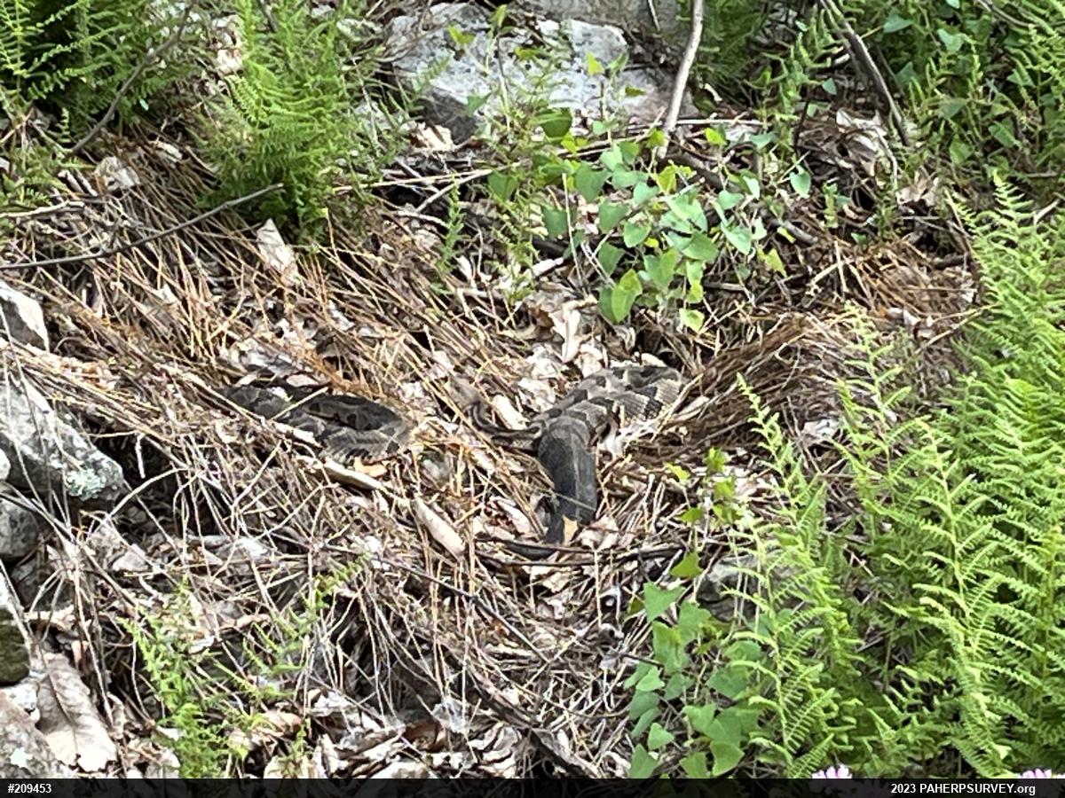 Timber Rattlesnake