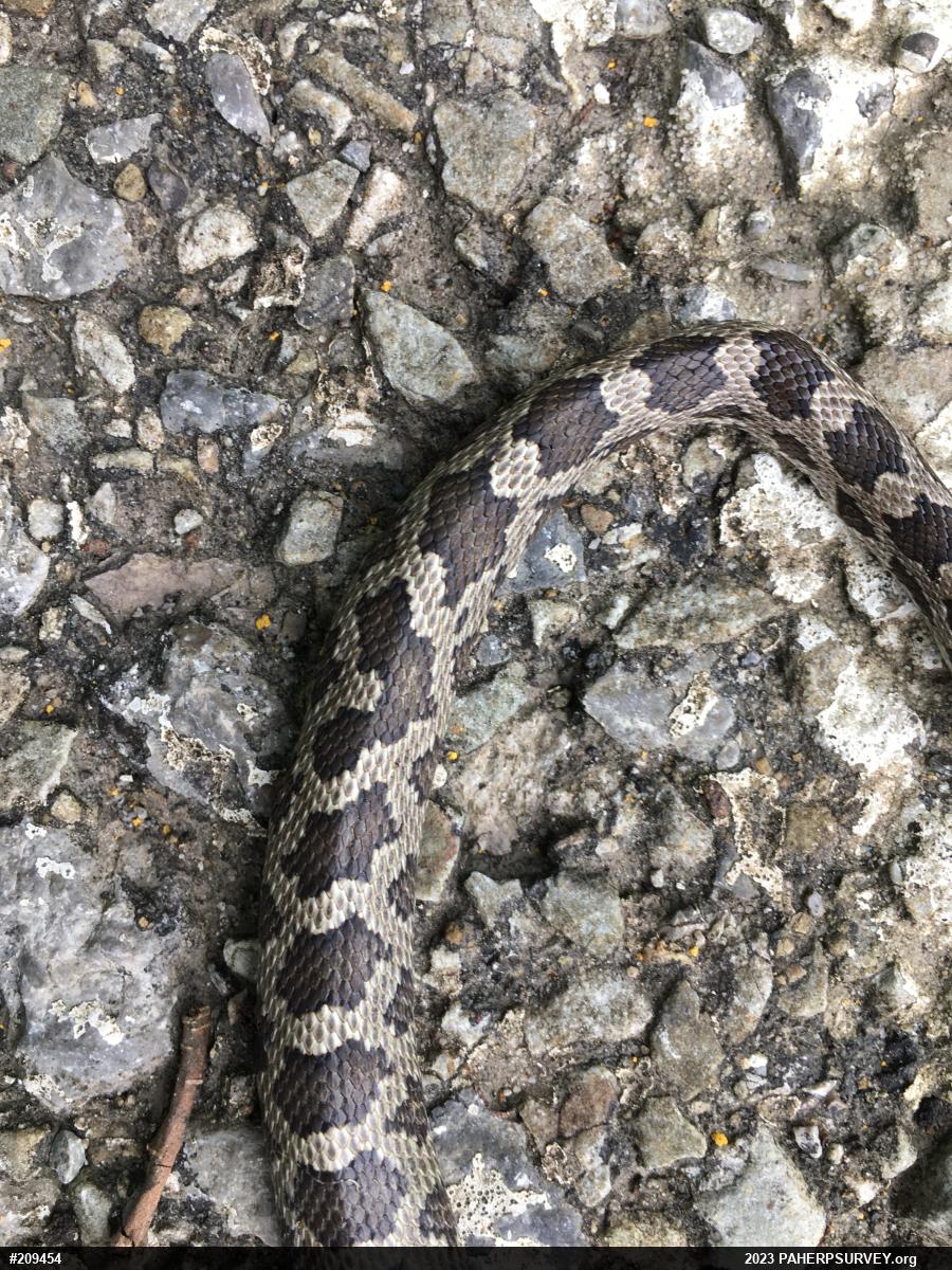Eastern Ratsnake