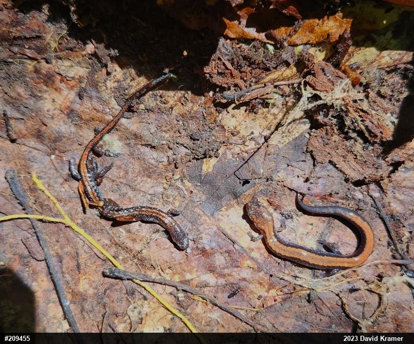 Eastern Red-backed  Salamander