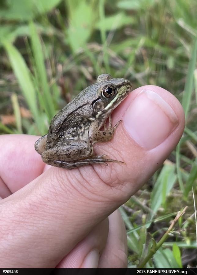 Green Frog