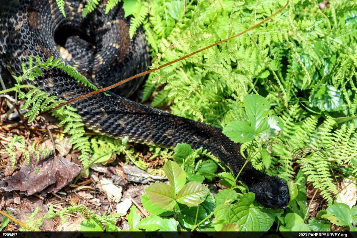 Timber Rattlesnake