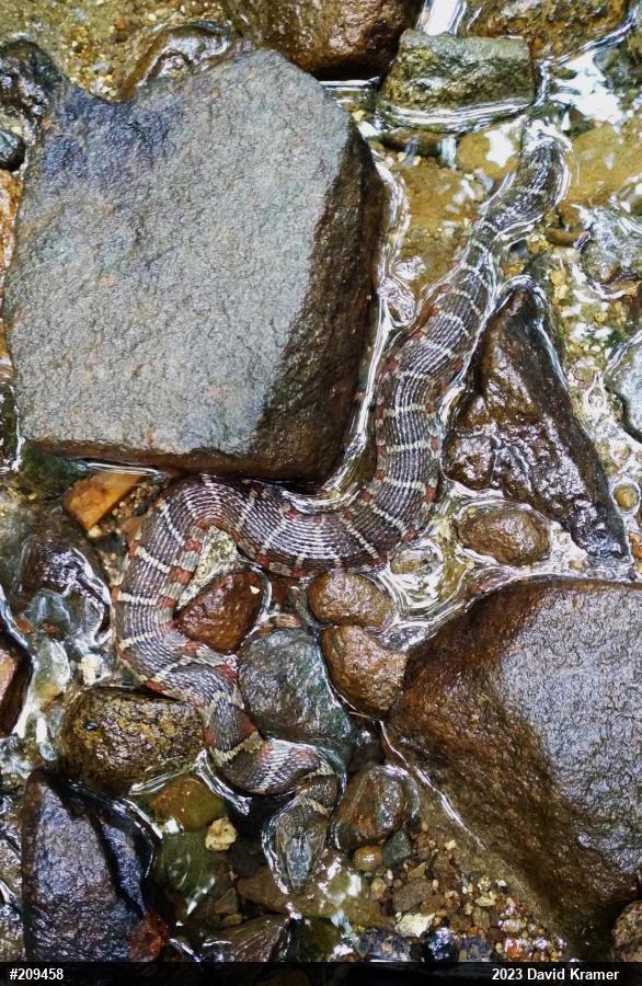 Northern Watersnake