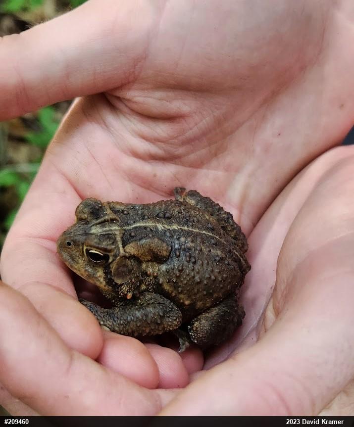 Eastern American Toad