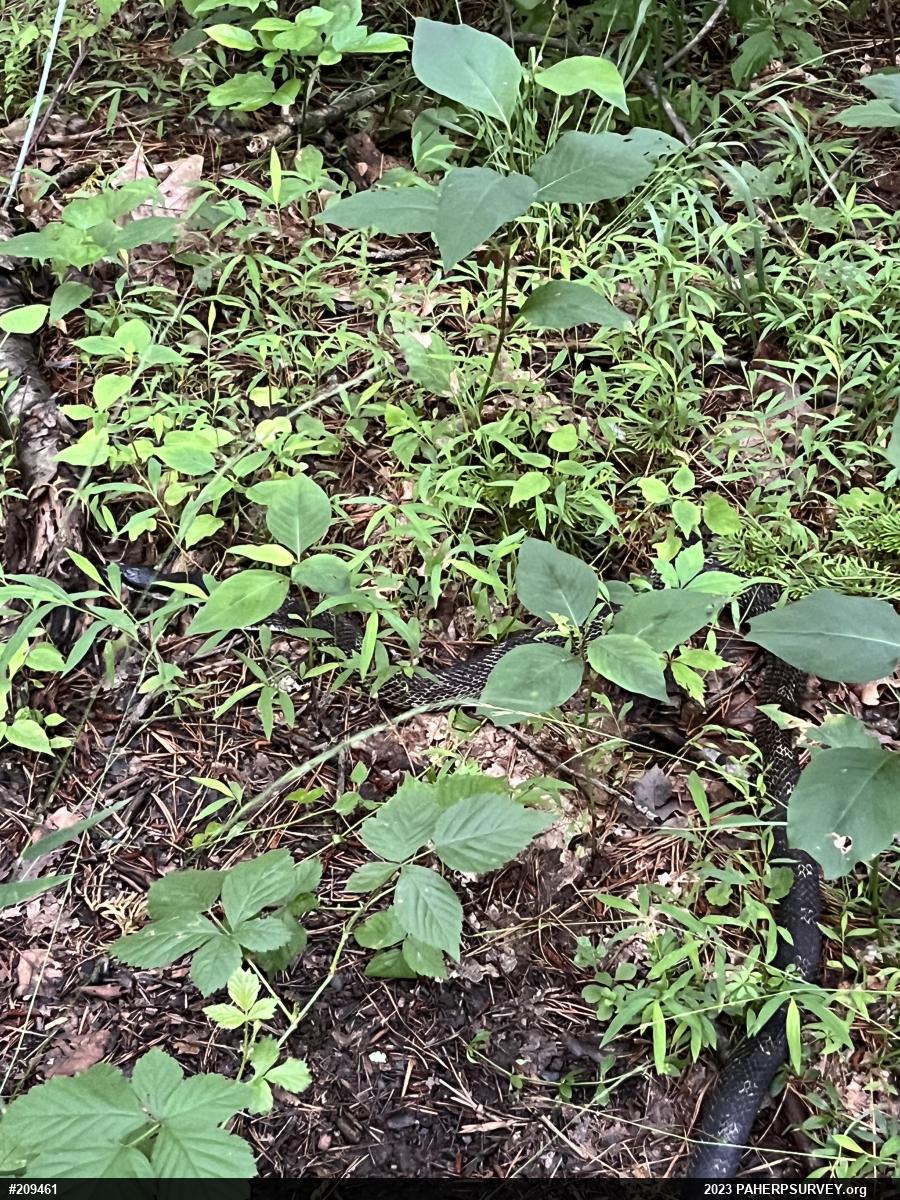 Eastern Ratsnake