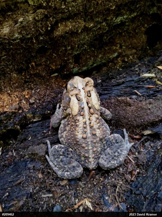 Eastern American Toad