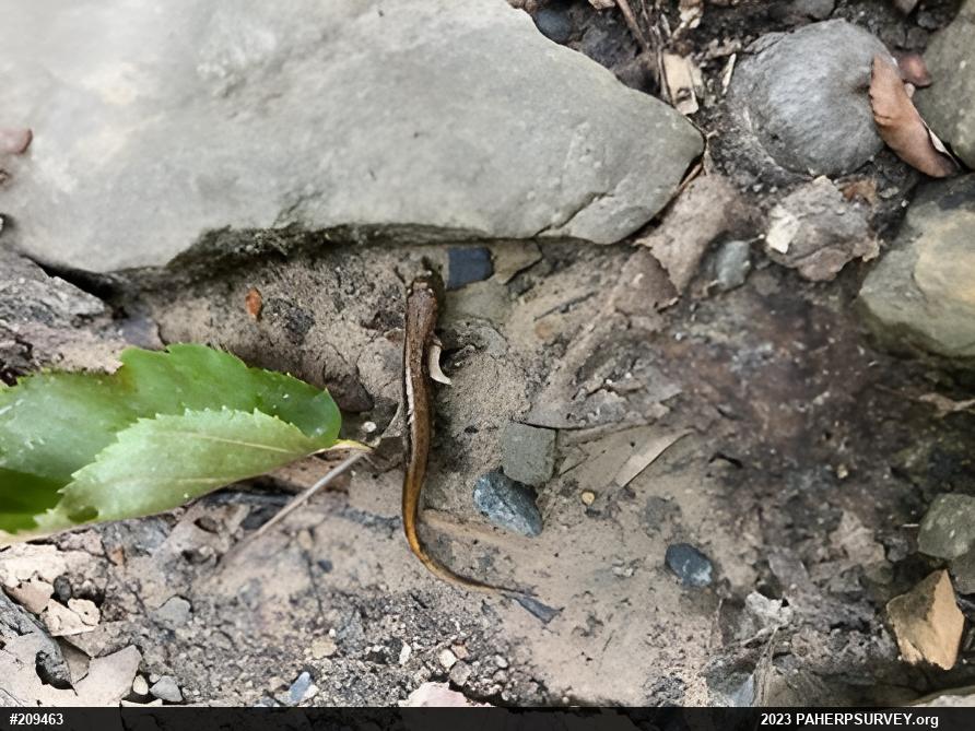Northern Two-lined Salamander