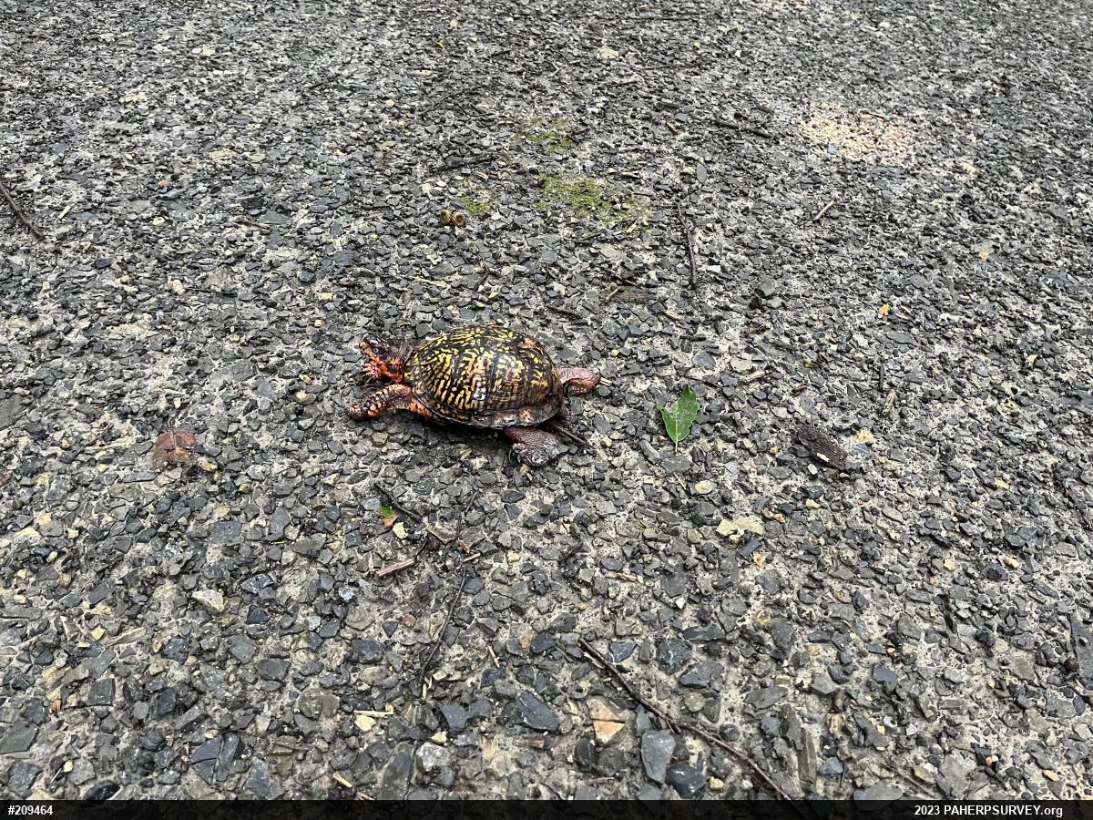 Eastern Box Turtle