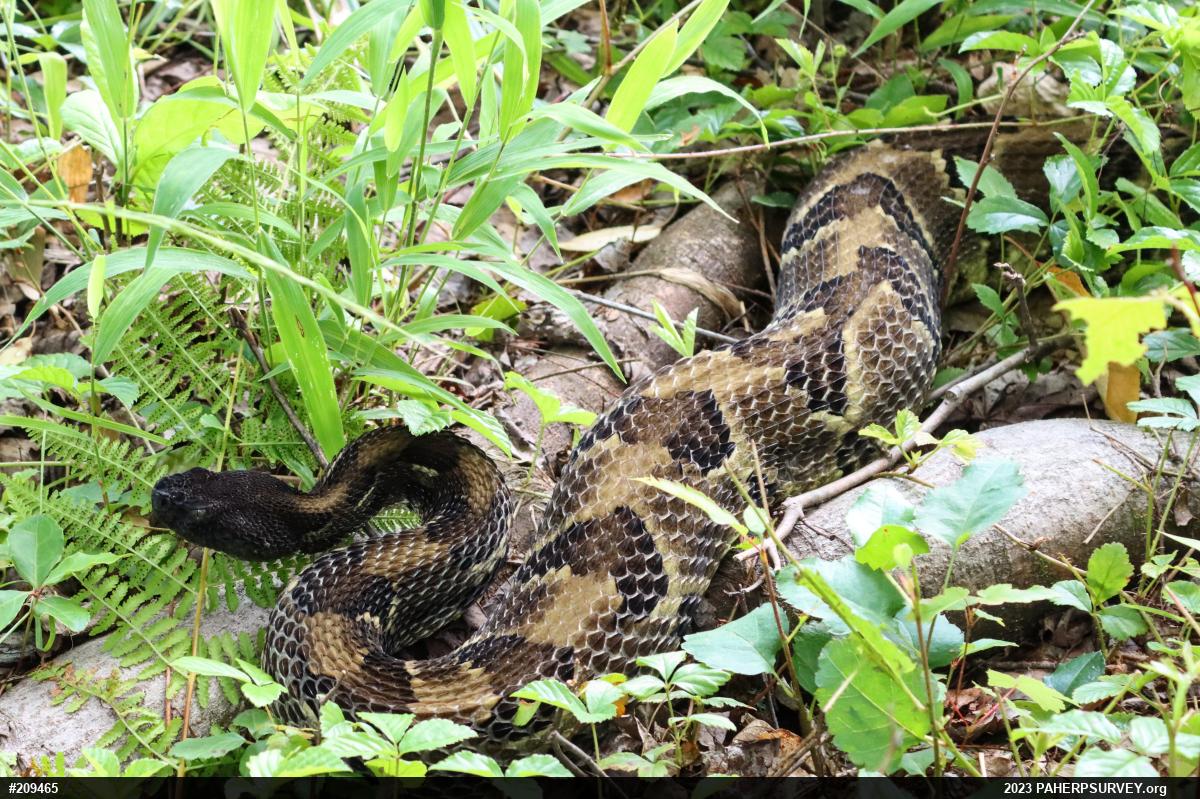Timber Rattlesnake
