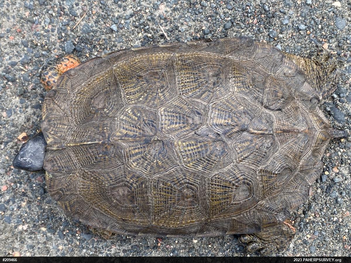 Wood Turtle