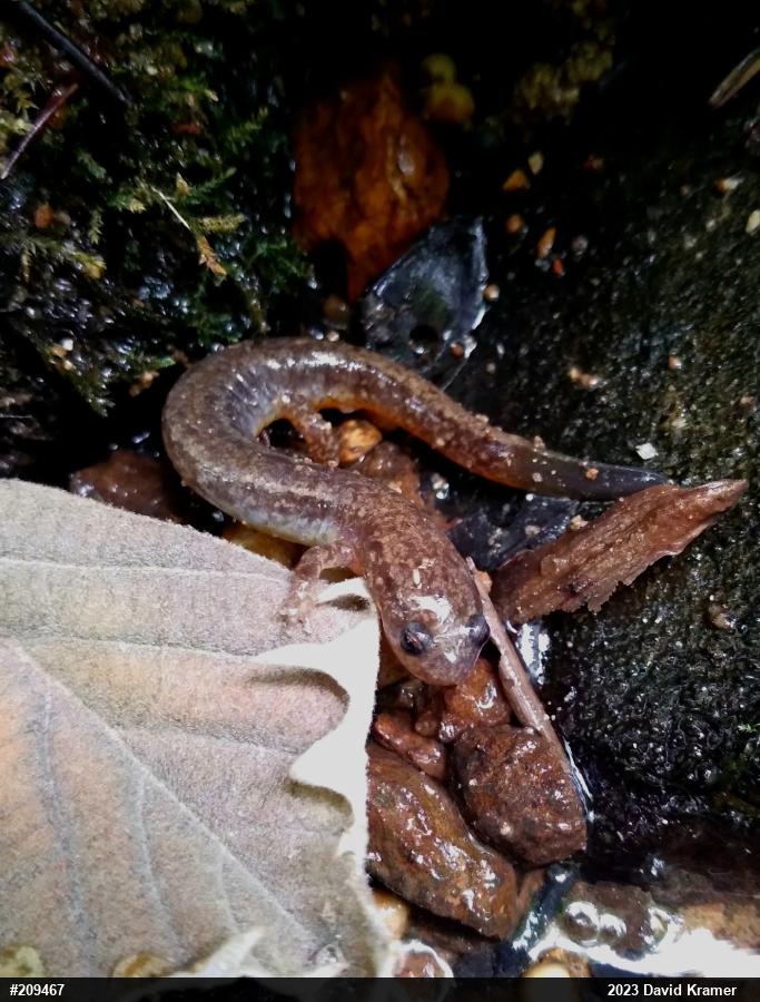 Northern Two-lined Salamander