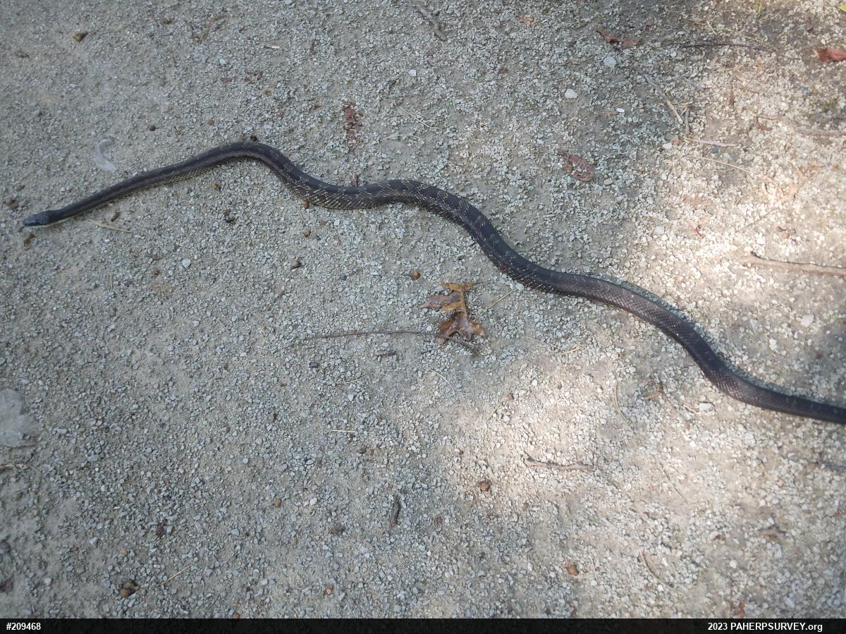 Eastern Ratsnake