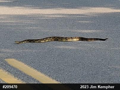 Timber Rattlesnake