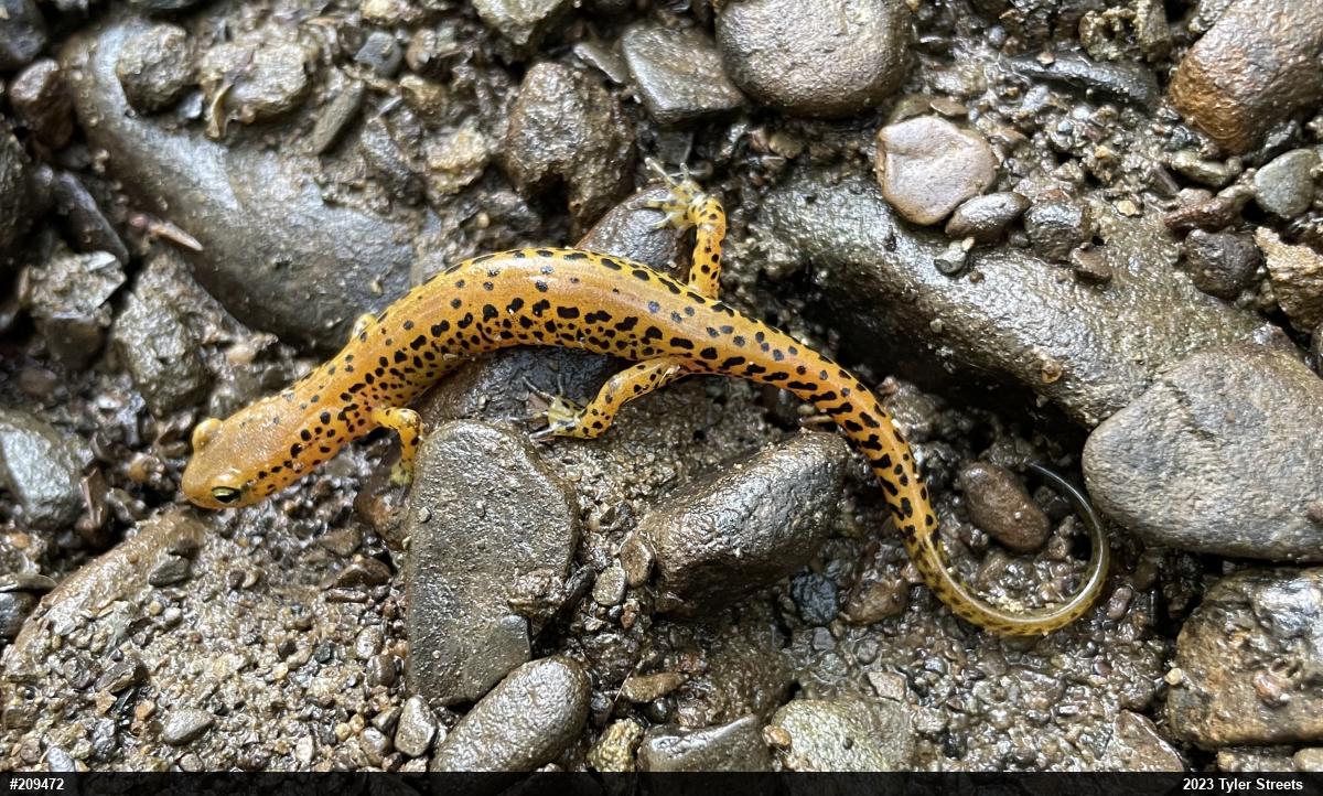 Eastern Long-tailed Salamander