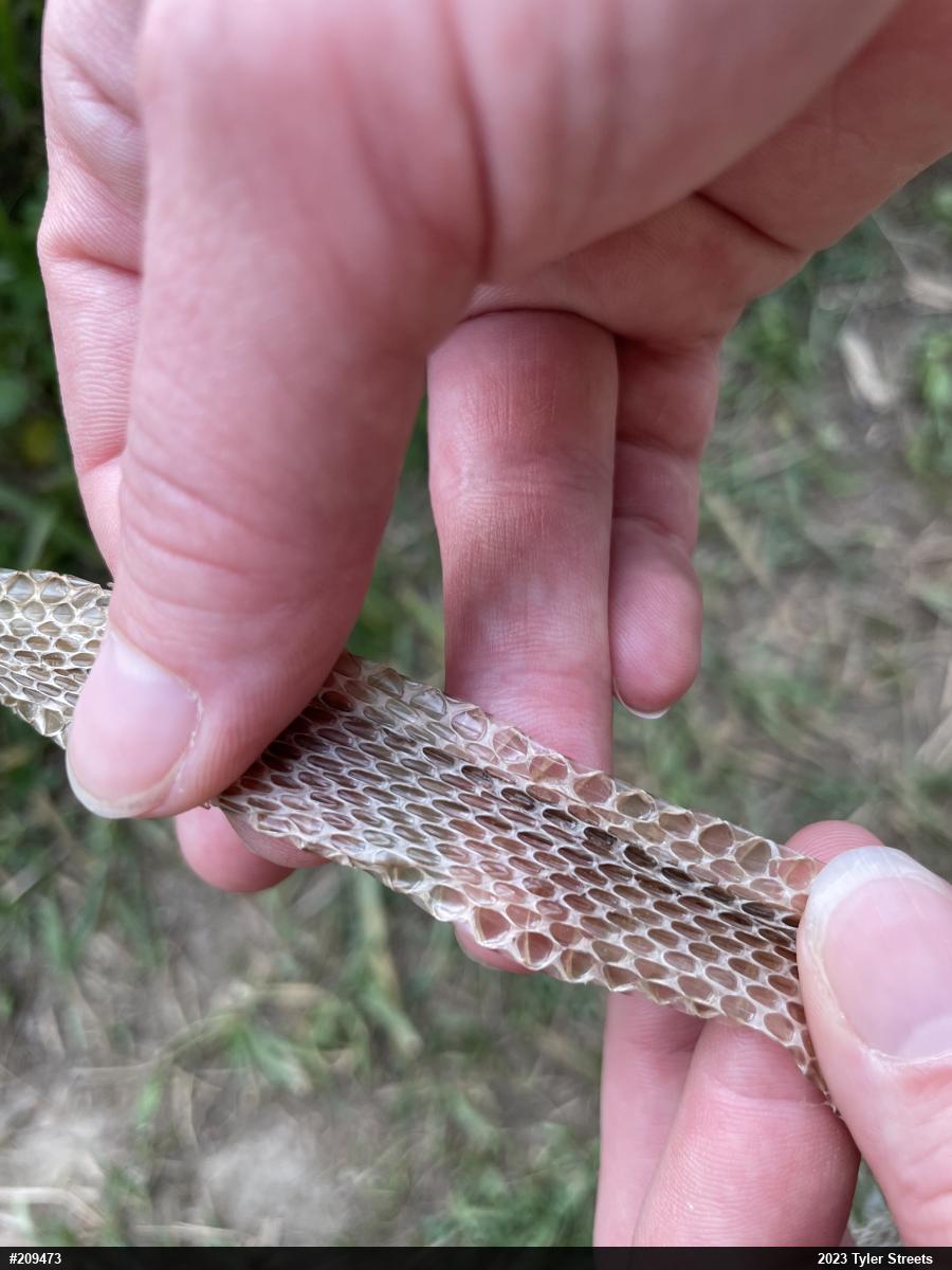 Eastern Gartersnake